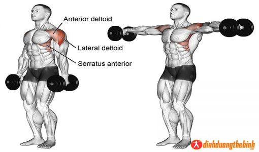 Side Lateral Dumbbell Raise Đứng 2 Tay Dang Tạ đơn Dinh Dưỡng Thể Hình 6052